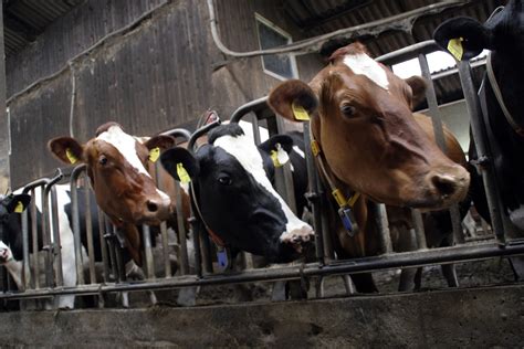 what are cows fed in factory farms
